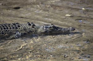 Saltwater Crocodile, Bloomfield River 